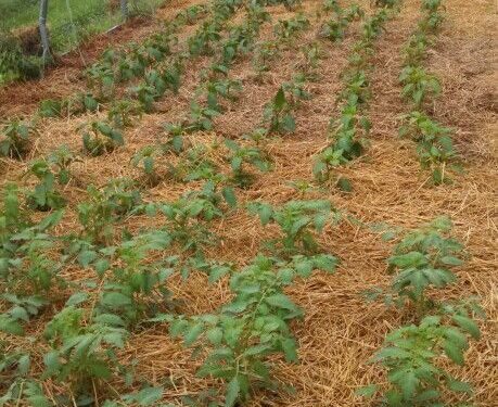 Bayelsa’s Untapped Green Gold: Exploring the Agricultural Potentials of the “Glory of All Lands”