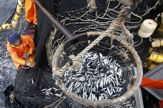 SparkBayelsa- Fisherman hauling fresh sardines aboard boat